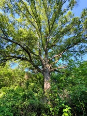 tree in the park