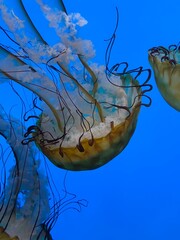 jellyfish in aquarium 