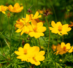 Beautiful yellow flower in a tropical garden