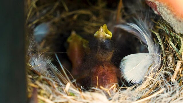Little Chicks in the Nest