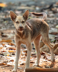 Portrait of a mongrel dog in nature