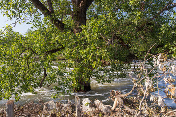 A large Cottonwood tree with lush green foliage extending its branches over a flooded river, its turbulent waters reflecting the aftermath of recent heavy rains at the Belton Lake Reservoir Spillway i