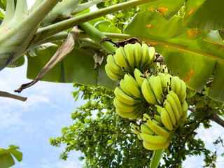Banana fruits on a plant in nature