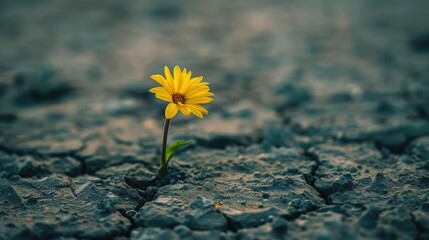 A single yellow flower standing alone