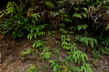 Obraz premium Emerging Verdant Wonders on Rocky Slopes: A Lush Display of Nature’s Undisturbed Beauty