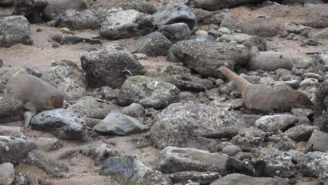 Grey mongooses (Urva edwardsii, pair) in Hormuz Island, Erosed volcanic rock on the shore of the Strait of Hormuz. Iran
