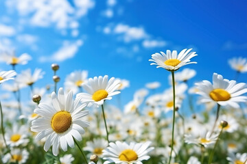 White daisies on blue sky background. Chamomile field