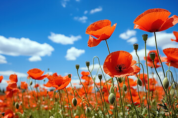 Fototapeta premium Red poppies in a field on a background of blue sky, selective focus