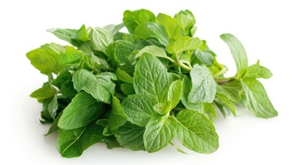 Fresh green mint bunch isolated on a white background