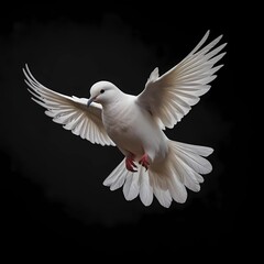 White Dove in Flight 1. A free flying white dove isolated on a black background.
