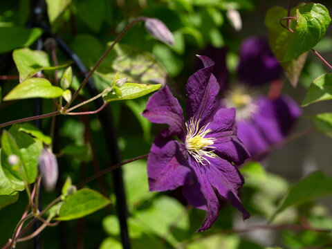 Closeup of flower of Clematis &times; jackmanii in a garden in early summer
