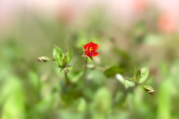 Closeup of wildflower (Anagallis arvensis) in a garden in early summer