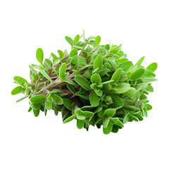 Obraz premium fresh green parsley