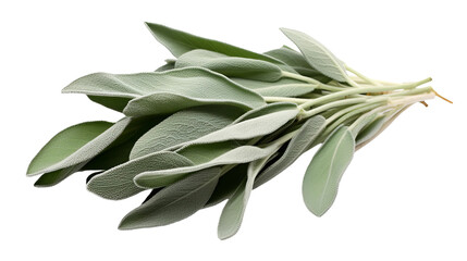 Obraz premium bunch of sage leaves isolated on pure white background