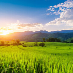 Obraz premium Rice field and blue sky