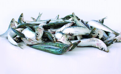Sardine fresche del Mediterraneo