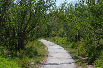 Fototapeta premium Narrow Path Through Dense Forest