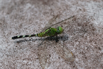 Green dragonfly resting on a surface