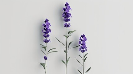 A single stem of lavender in full bloom, with its striking purple flowers highlighted against a white background