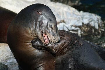 Fototapeta premium Sea Lions Cuddling on Rocky Shore