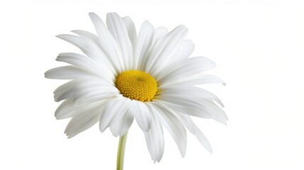 Fototapeta premium A single white daisy in full bloom with a yellow center, standing out against a clean white background