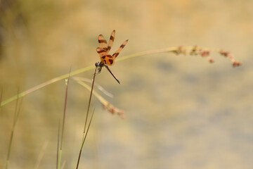 Dragonfly perched on a plant stem