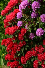 a bush with a bunch of different colored flowers by itself