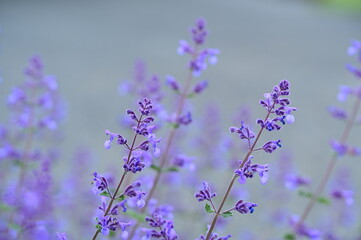 Obraz premium a bunch of small purple flowers on top of a wooden table