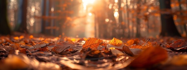 Autumn forest fallen maple leaves on ground, background wallpaper