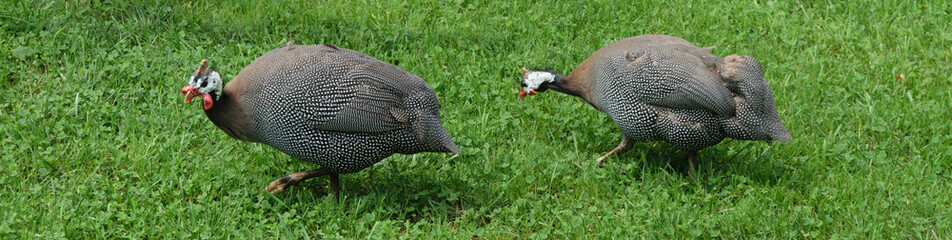 Obraz premium Helmeted guinea fowls on grass