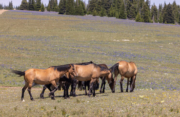 Wild Horses in Summer in the Pryor Mountains Montana