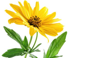 Fototapeta premium A vibrant yellow daisy with a green stem and leaves, sharply contrasting with a white background