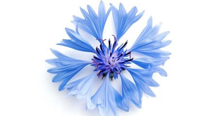 Close-up of a bright blue cornflower with intricate petal details, set against a pristine white background