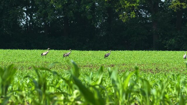 Flock of cranes on a green meadow