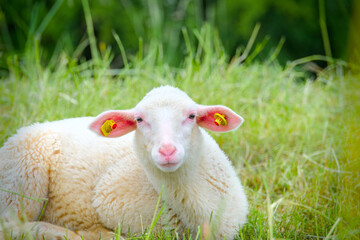 Portrait of a white sheep, Leineschaf in Göttingen, germany, old breed
