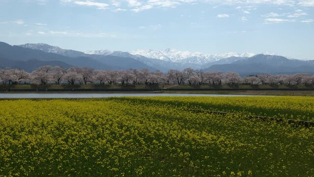 Cherry and Rape Seed Blossoms with Snowy Mountains in the Background (Panning): The view is known as "Spring Quartet" and is located in Asahi Town, Toyama Prefecture, Hokuriku District, Japan