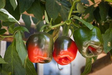 rocoto, ají peruano, orgánicos, rojos y verdes colgados de una planta cultivada