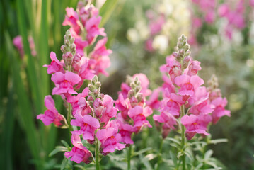 Pink flowers snapdragon in the garden