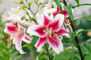 White and pink lily flower with purple center in the garden