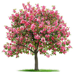 Obraz premium cherry trees full trunk on white