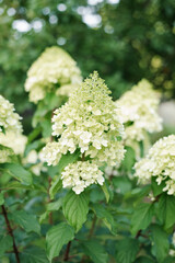 White inflorescences of paniculate hydrangea Polar Bear in the garden
