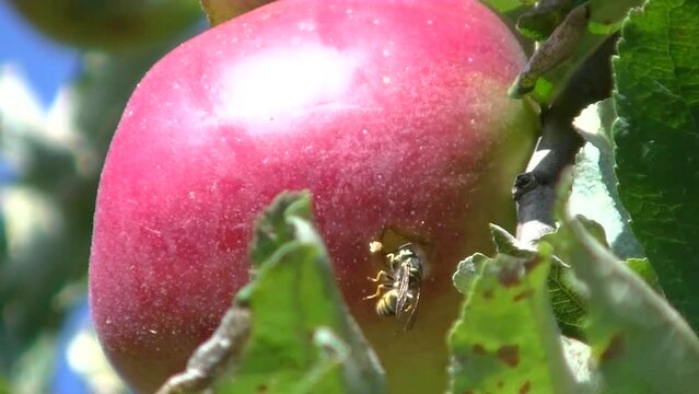 Red apple Jonathan ripening on apple tree and wasp making hole in fruit on sunny day - real time with zoom out. Topics: orchard, insect, natural environment, nature