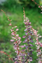 Branches with Harlequin barberry leaves in the garden