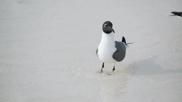 una gaviota parada en la orilla de una playa de arena blanca