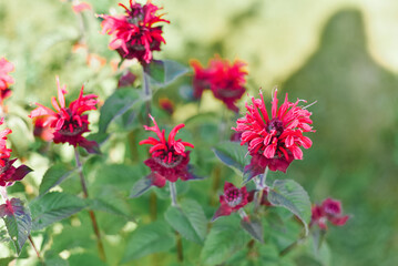 Carmine red Monarda flowers Be Happy in the garden