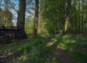 Saftiges Grün im Wald am Morgen, starke Eichen