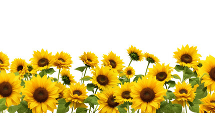 Obraz premium image of a field of sunflowers, isolated on a white background.