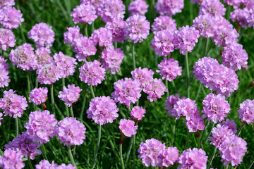 Sea lavender on the white cliffs of the Isle of Wight