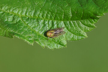 Small leafhopper Oncopsis on a leaf. Family Cicadellidae, subfamily Eurymelinae. There are some very similar species. Spring, May. Dutch garden
