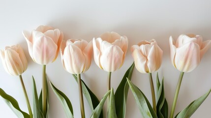 Fototapeta premium Photo of a cluster of pink tulips blooming outdoors in a garden, with a soft focus on the petals, creating a dreamy and vibrant springtime scene.
